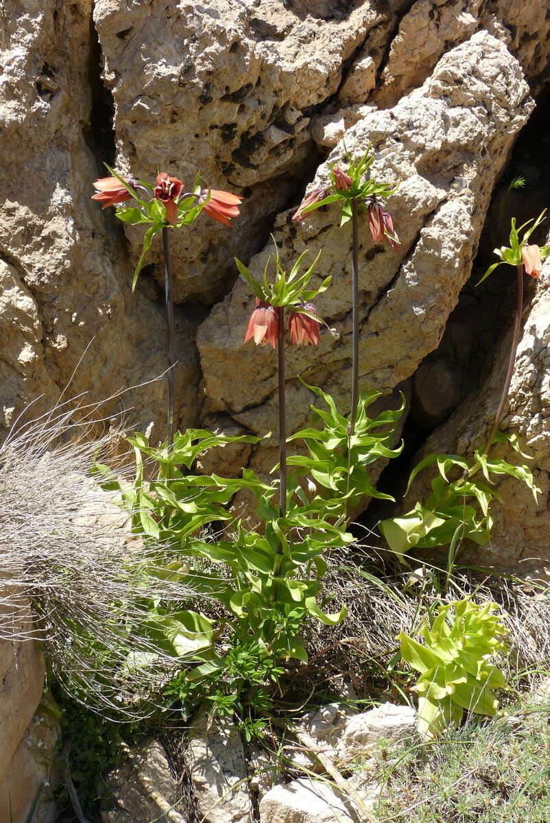 Image of imperial fritillary