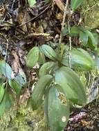 Imagem de Ruscus streptophyllus Yeo