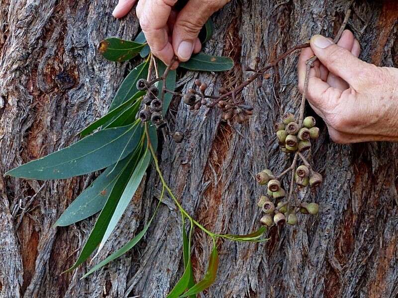 Image of yellow stringybark