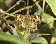 Image of <i>Phyciodes <i>phaon</i></i> phaon