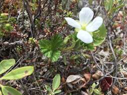 Rubus chamaemorus L. resmi