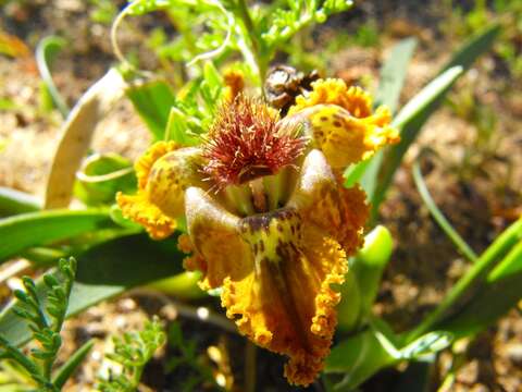 Image of Ferraria variabilis Goldblatt & J. C. Manning