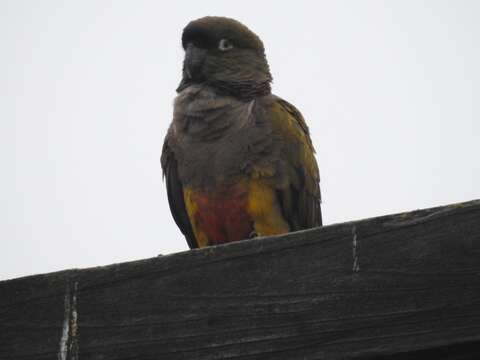 صورة Cyanoliseus patagonus patagonus (Vieillot 1818)