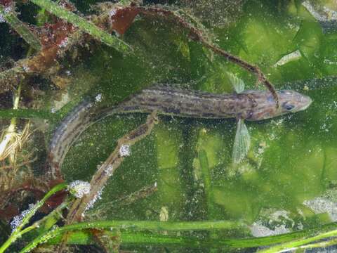 Image of Eel-blenny