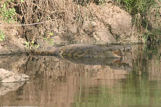 Crocodylus niloticus africanus Laurenti 1768 resmi