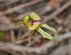 Sivun Caladenia brevisura Hopper & A. P. Br. kuva