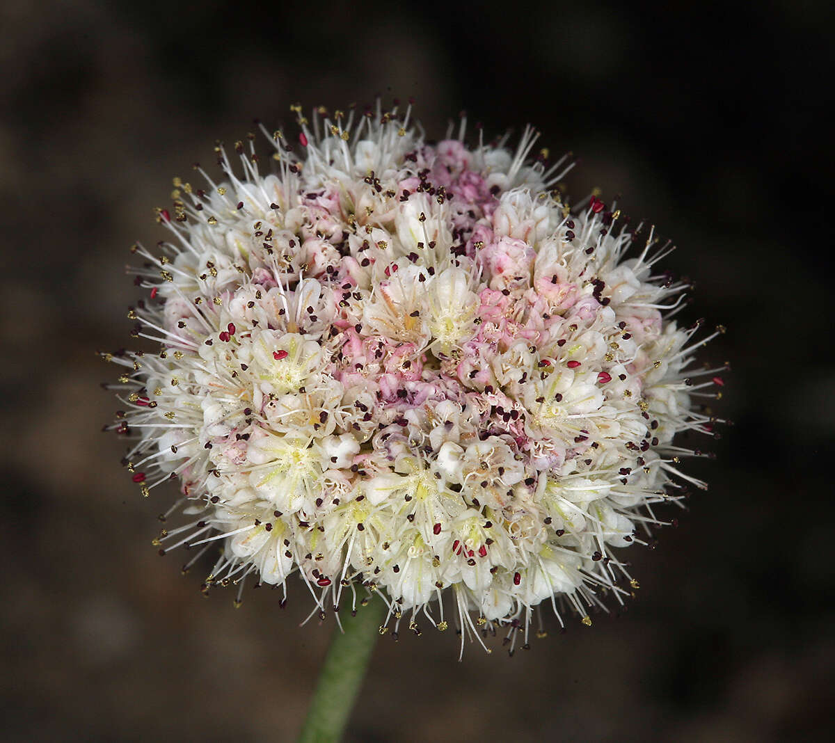 Imagem de Eriogonum nudum var. scapigerum (Eastwood) Jeps.