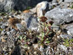 Imagem de Artemisia globularia Cham. ex Bess.