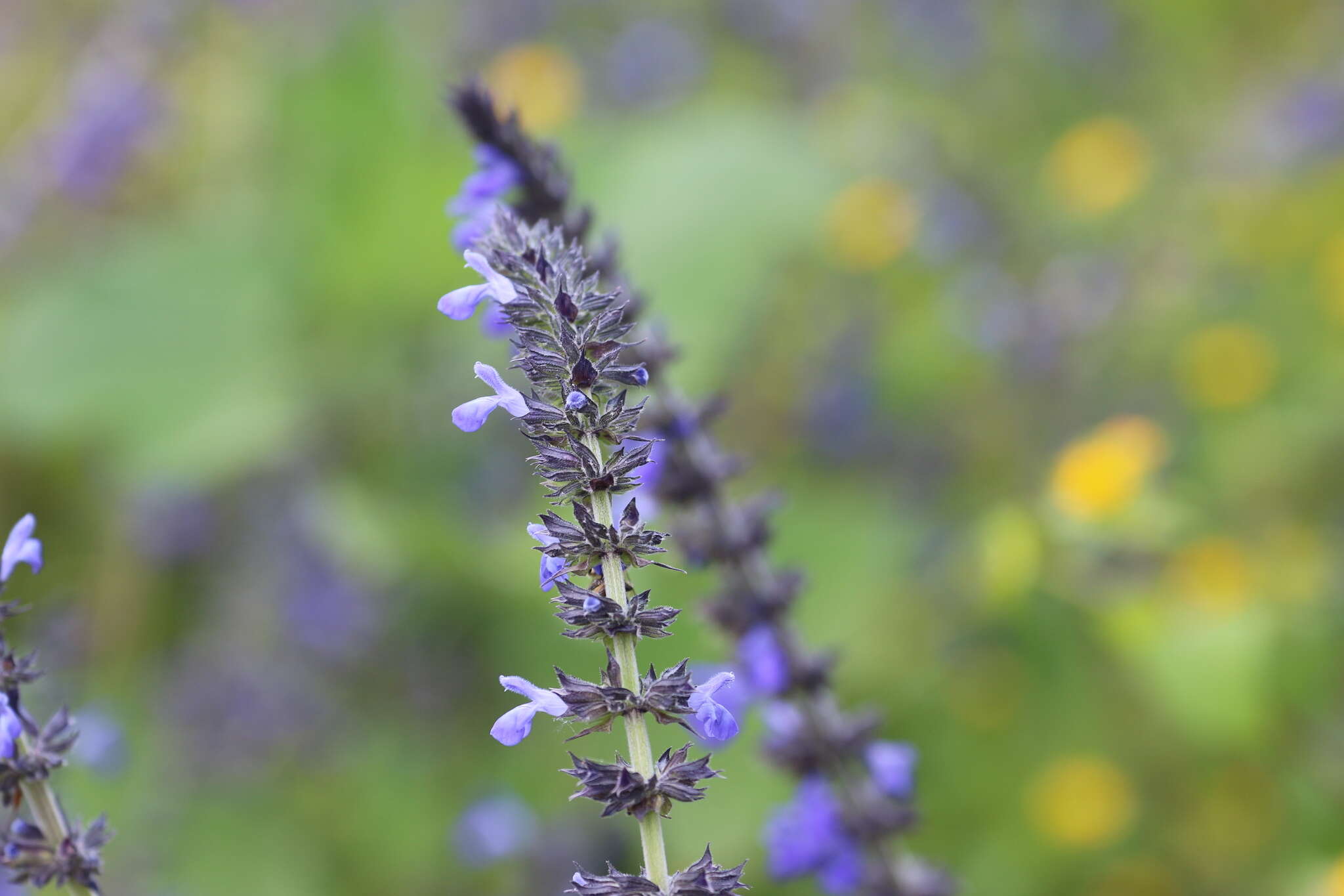 Image of Salvia longispicata M. Martens & Galeotti