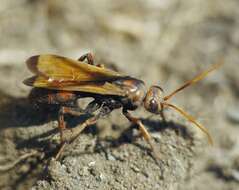 Слика од Cryptocheilus rubellus (Eversmann 1846)