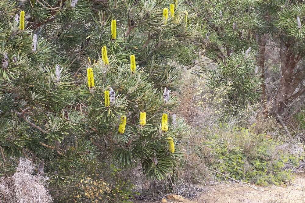 Plancia ëd Banksia attenuata R. Br.