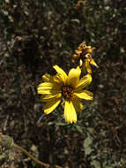 Sivun Encelia californica Nutt. kuva