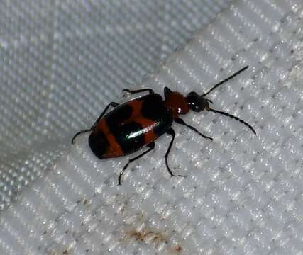 Image of Lebia (Lebia) bitaeniata Chevrolat 1834