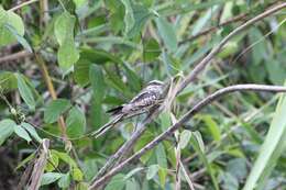 Image of Ladder-tailed Nightjar