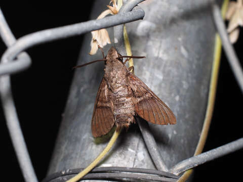 Image of Macroglossum rectans Rothschild & Jordan 1903