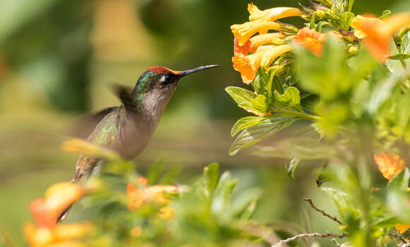 Image of Tolima Blossomcrown