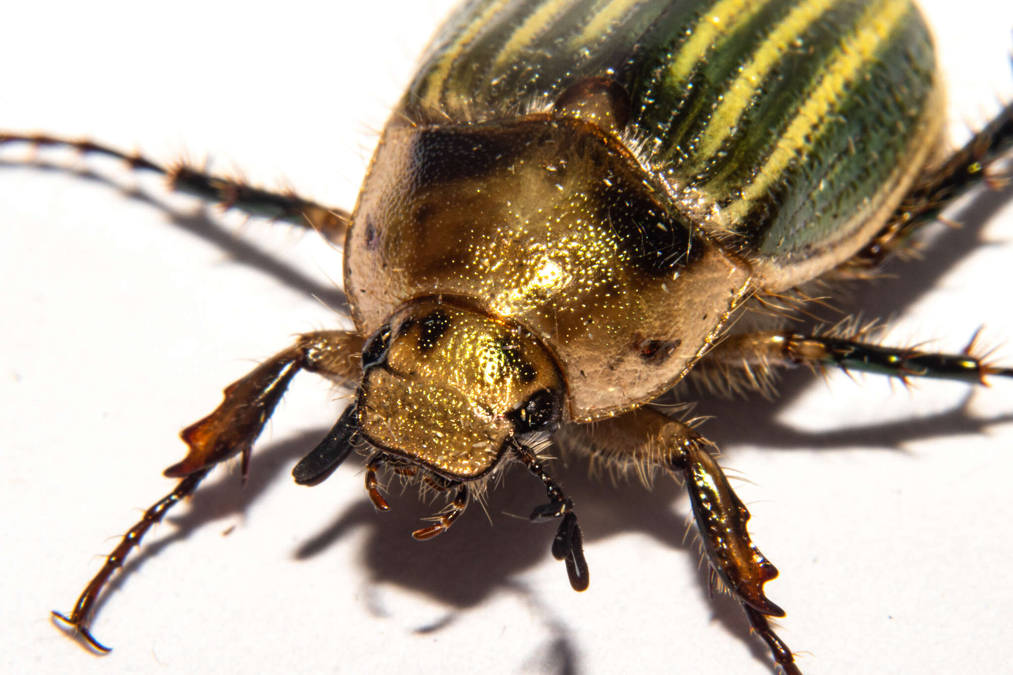 Image of Stethaspis pulchra (Broun 1895)