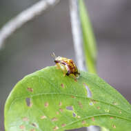 Imagem de Aspidimorpha (Aspidimorpha) quadriradiata Boheman 1854