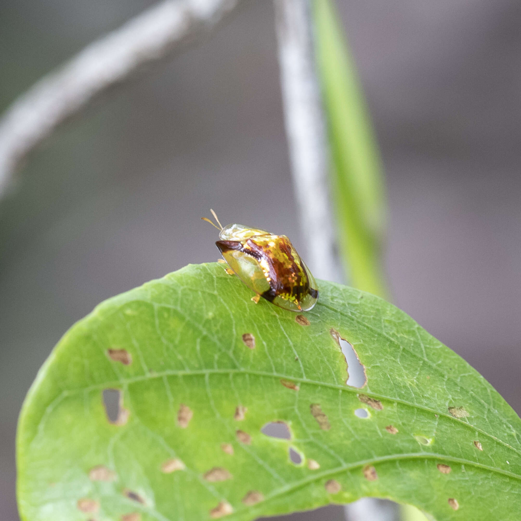 Imagem de Aspidimorpha (Aspidimorpha) quadriradiata Boheman 1854