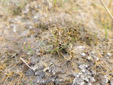 Image of Gaspe Peninsula Arrow-Grass