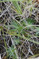 Слика од Arctanthemum integrifolium (Richards.) Tzvel.