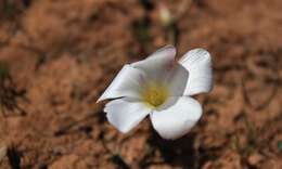 صورة Oxalis furcillata var. furcillata