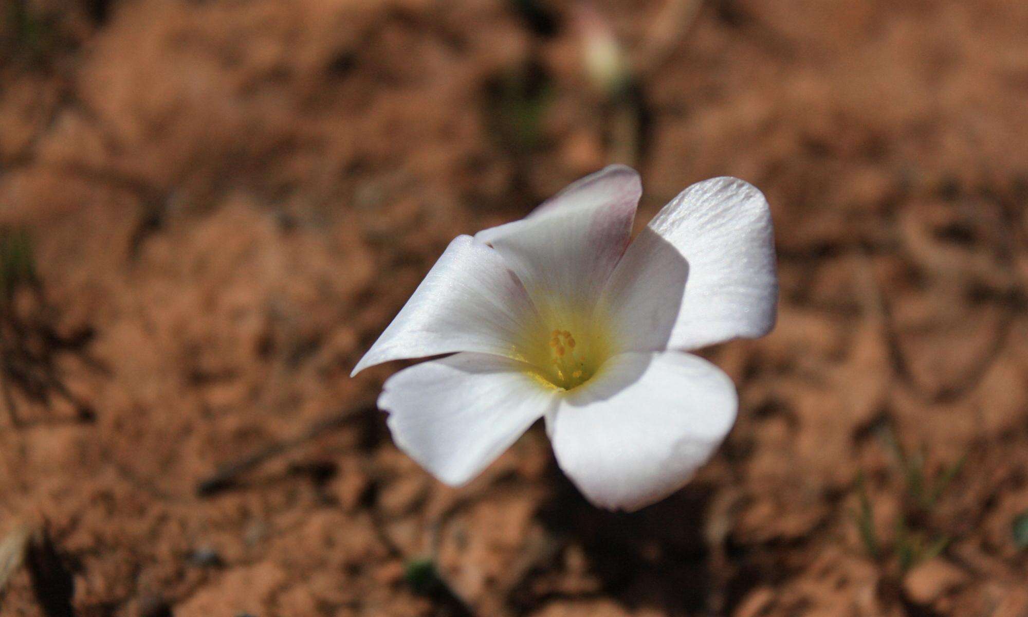 Image of Oxalis furcillata var. furcillata