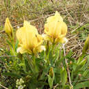 Image of Iris suaveolens Boiss. & Reut.