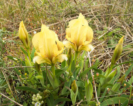 Image of Iris suaveolens Boiss. & Reut.