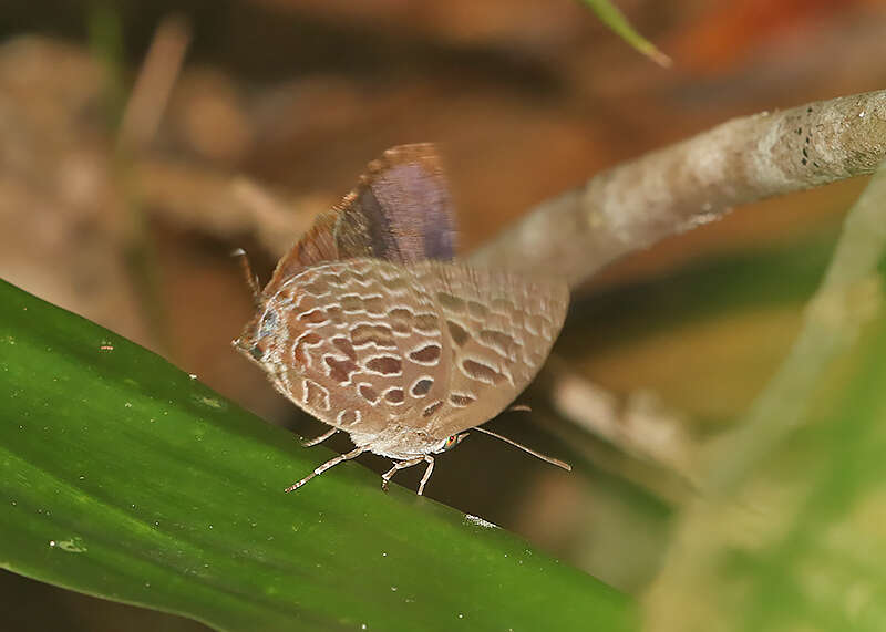 Image de Arhopala alitaeus (Hewitson 1862)