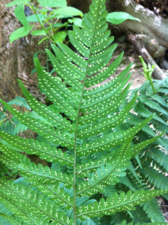 Image of marginal woodfern