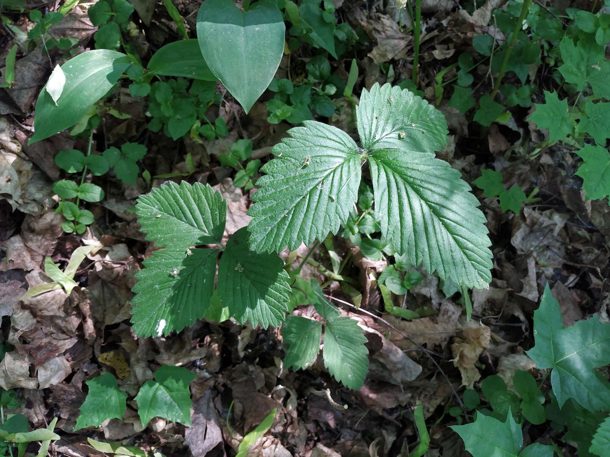 Image of Hautbois Strawberry