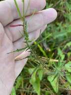 Oenothera filipes (Spach) W. L. Wagner & Hoch resmi