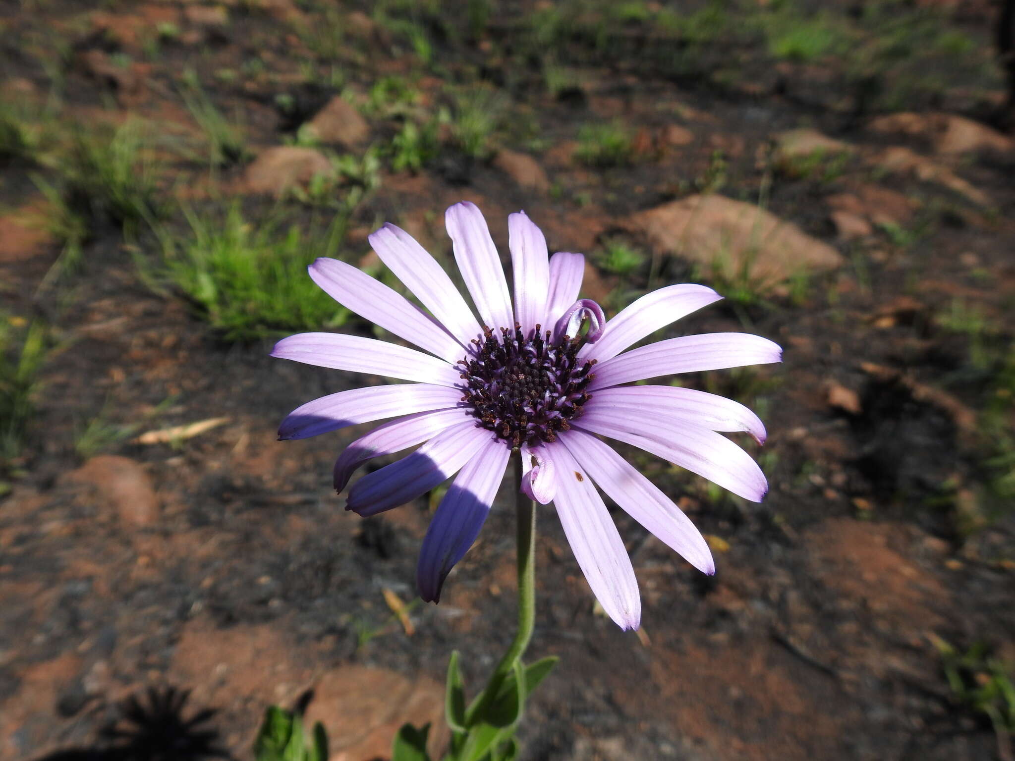 Image de Dimorphotheca spectabilis Schltr.