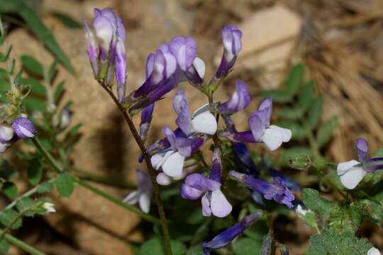 Imagem de Vicia villosa subsp. microphylla (d'Urv.) P. W. Ball