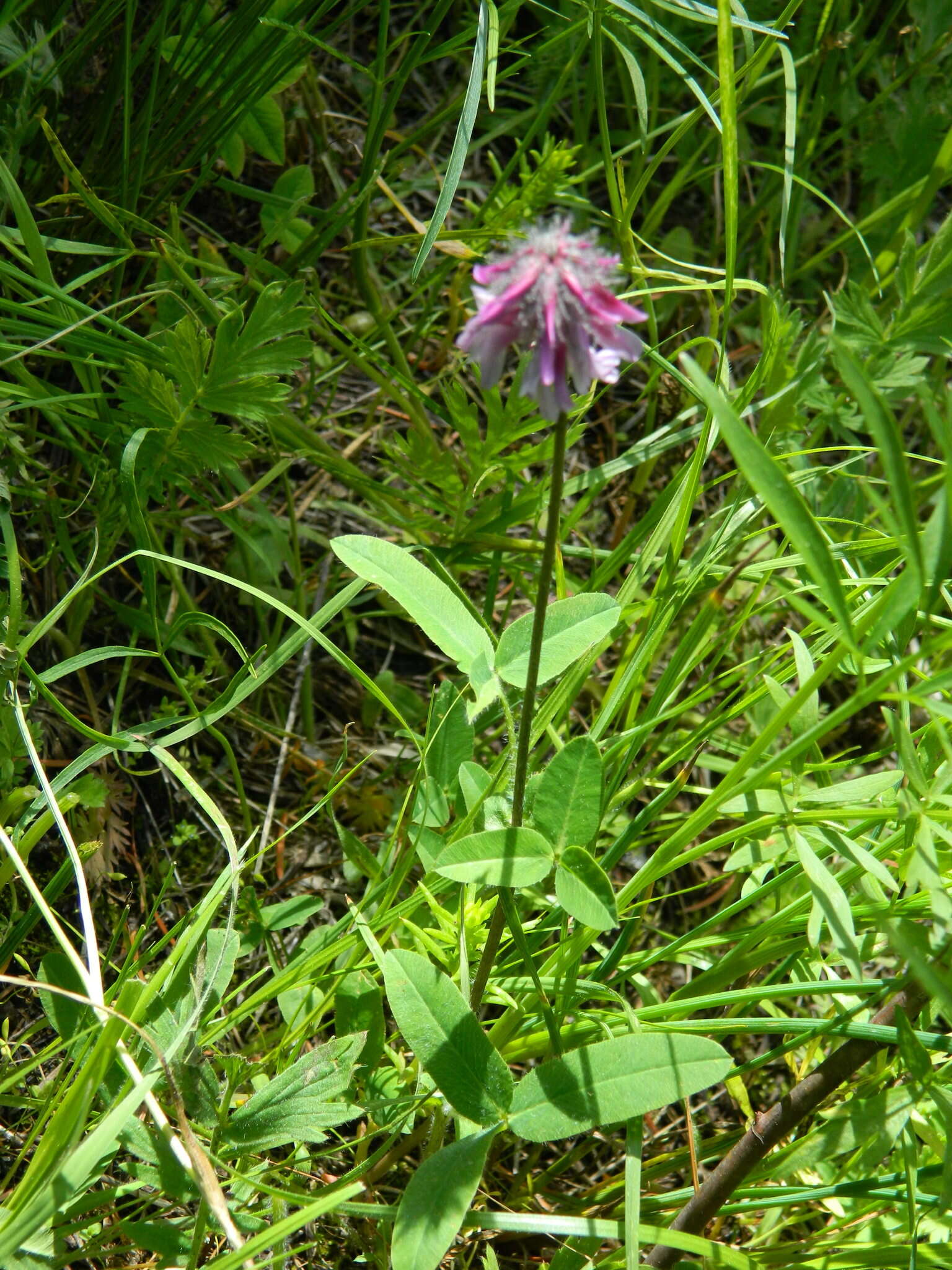 Trifolium eriocephalum subsp. arcuatum (Piper) J. M. Gillett resmi