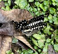 Image of Papilio lormieri Distant 1874