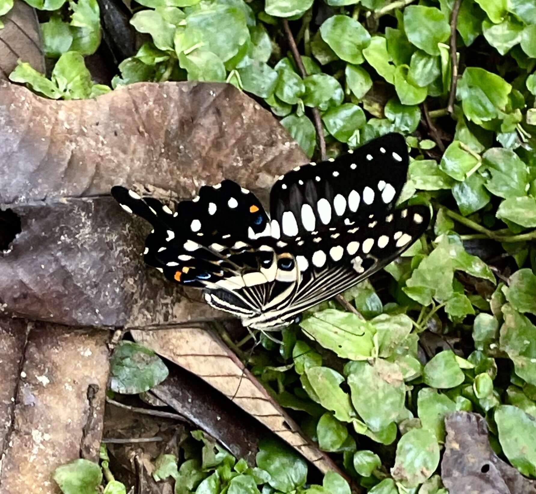 صورة Papilio lormieri Distant 1874