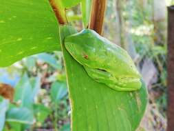 Image of blue-sided leaf frog