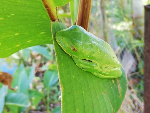 Image of blue-sided leaf frog