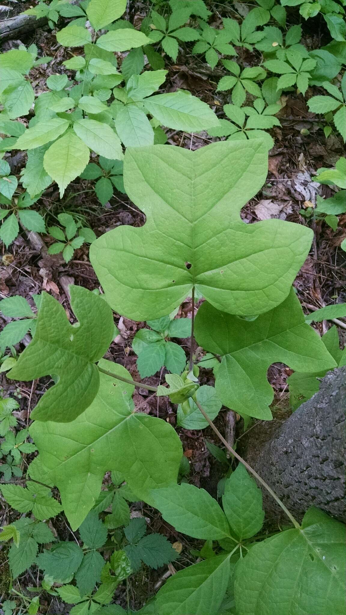 Image of Tulip Trees