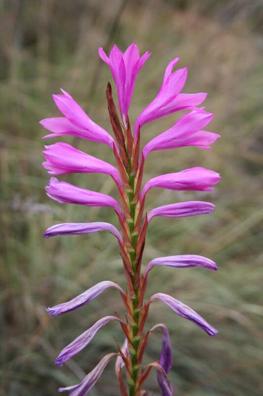 Image of Watsonia confusa Goldblatt