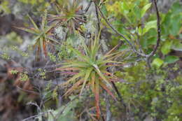 Image of Dracophyllum strictum Hook. fil.