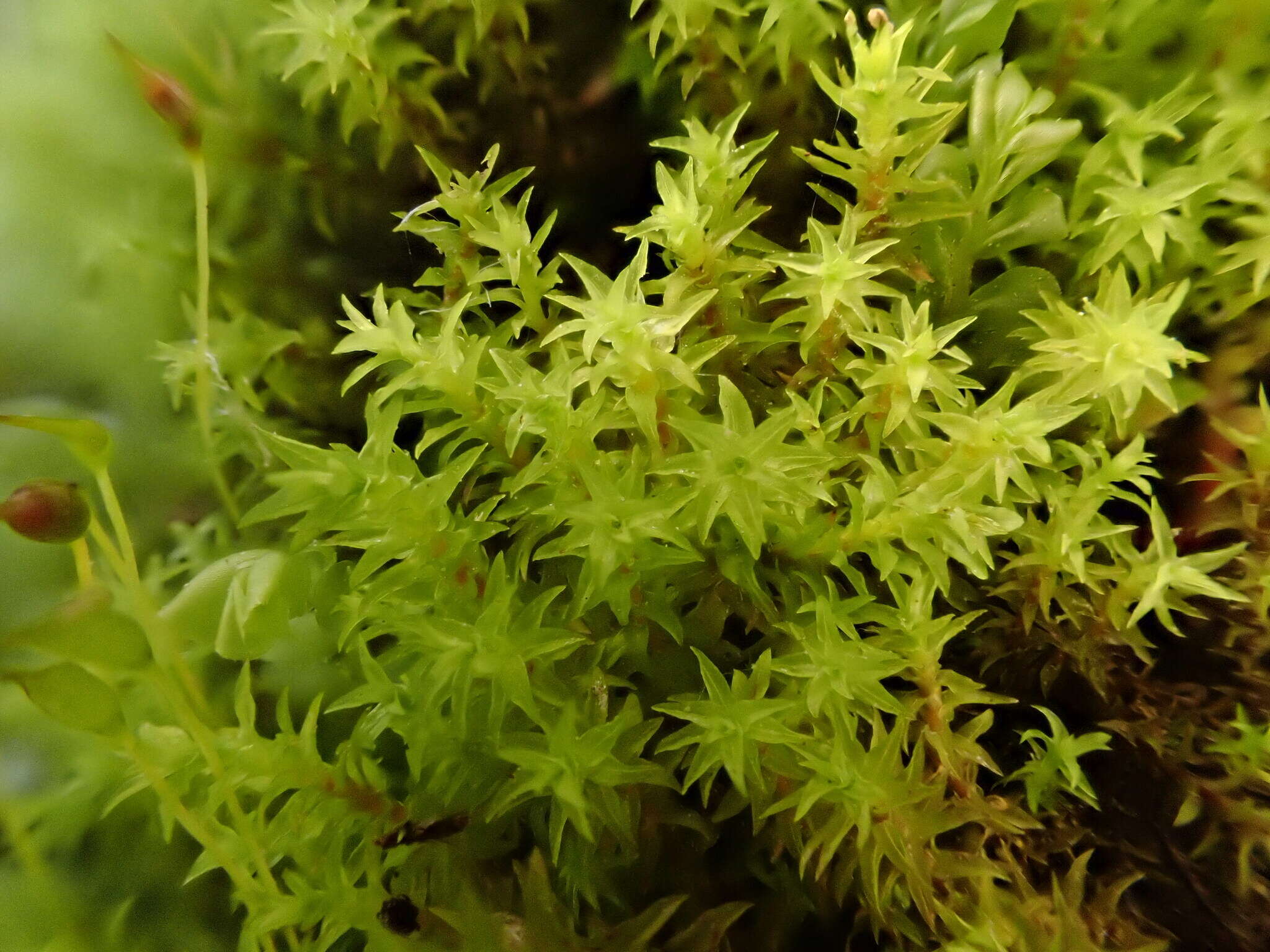 Image of dichodontium moss