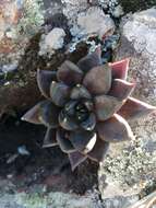 Image of Echeveria affinis Walther