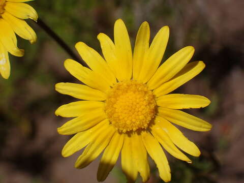 Image of Ursinia scariosa subsp. scariosa