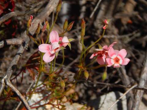 Image of Pelargonium incarnatum (L.) Moench