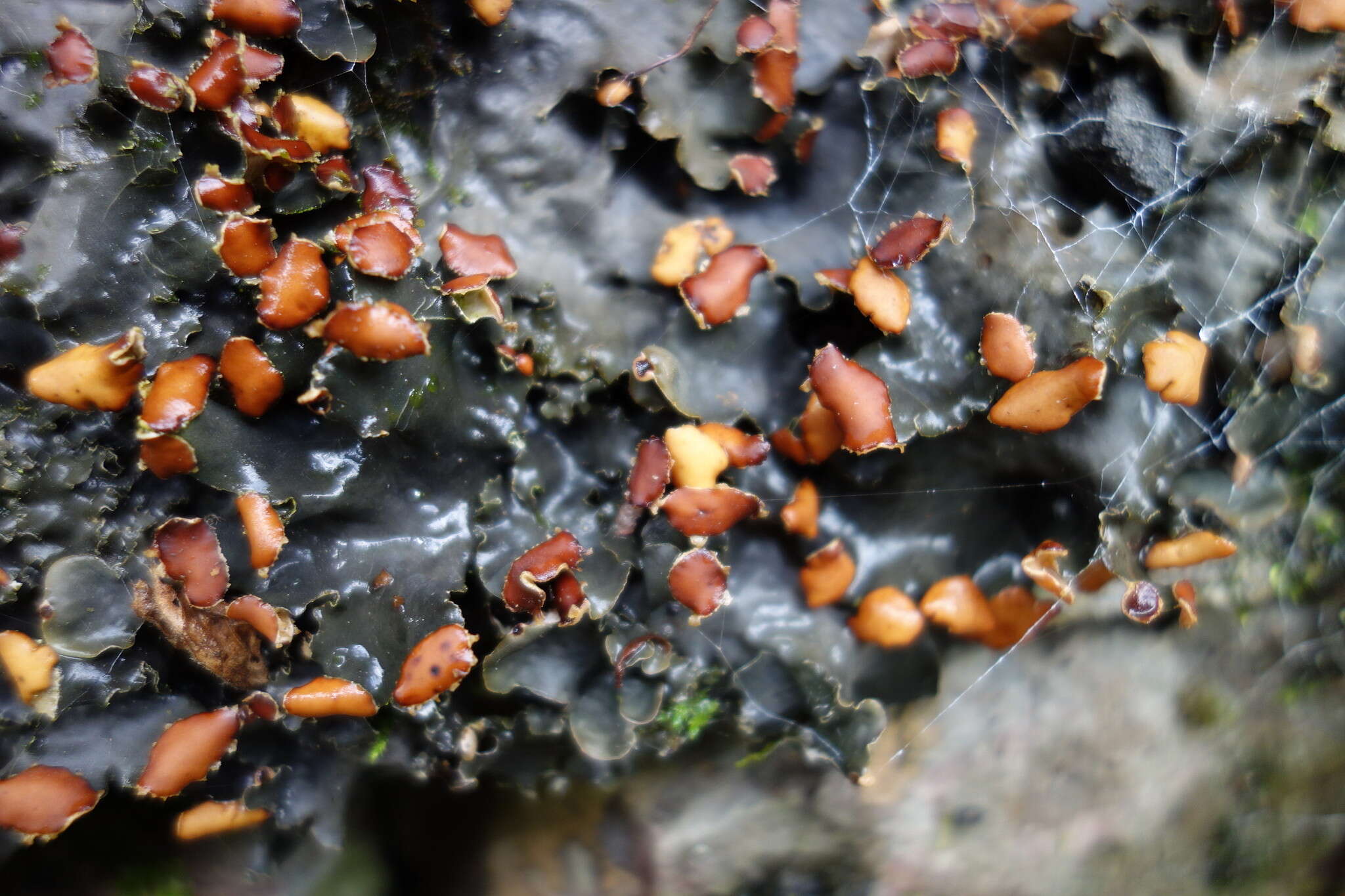 Image of Flat-fruited pelt;   Horizontal felt lichen