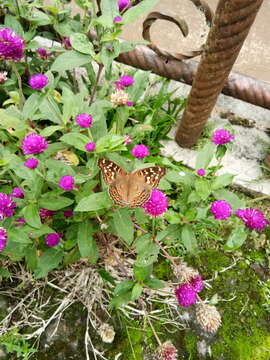 Image of Junonia erigone Cramer 1779