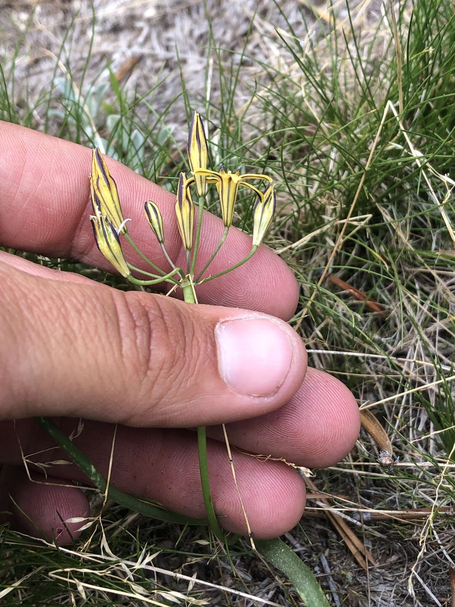 Image of Dudley's triteleia